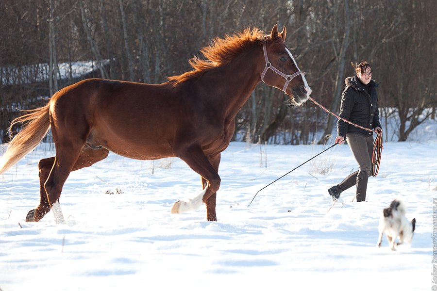 конная тренировка конь лошади