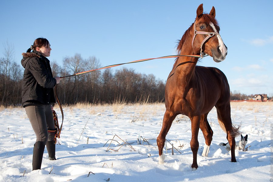 конная тренировка конь лошади